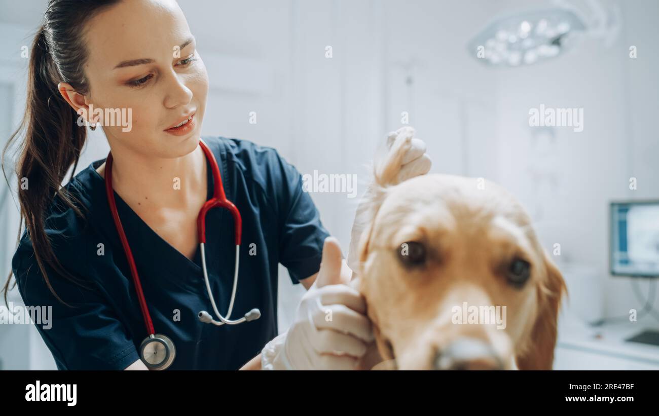 Beautiful Female Veterinarian Petting a Noble Golden Retriever Dog. Healthy Pet on a Check Up Visit in Modern Veterinary Clinic with Happy Doctor Stock Photo