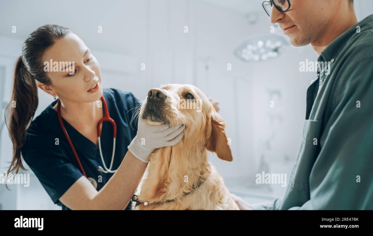 Customer Accompanying Their Domestic Animal at Doctor's Appointment at Veterinary Clinic. Regular Health Check up for Pets Stock Photo