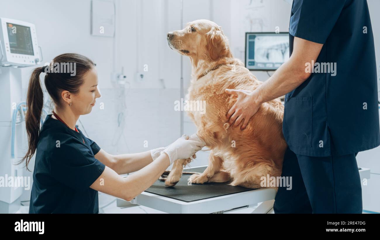 Female and Male Veterinarians Doing Health Check Ups on a Visiting Pet