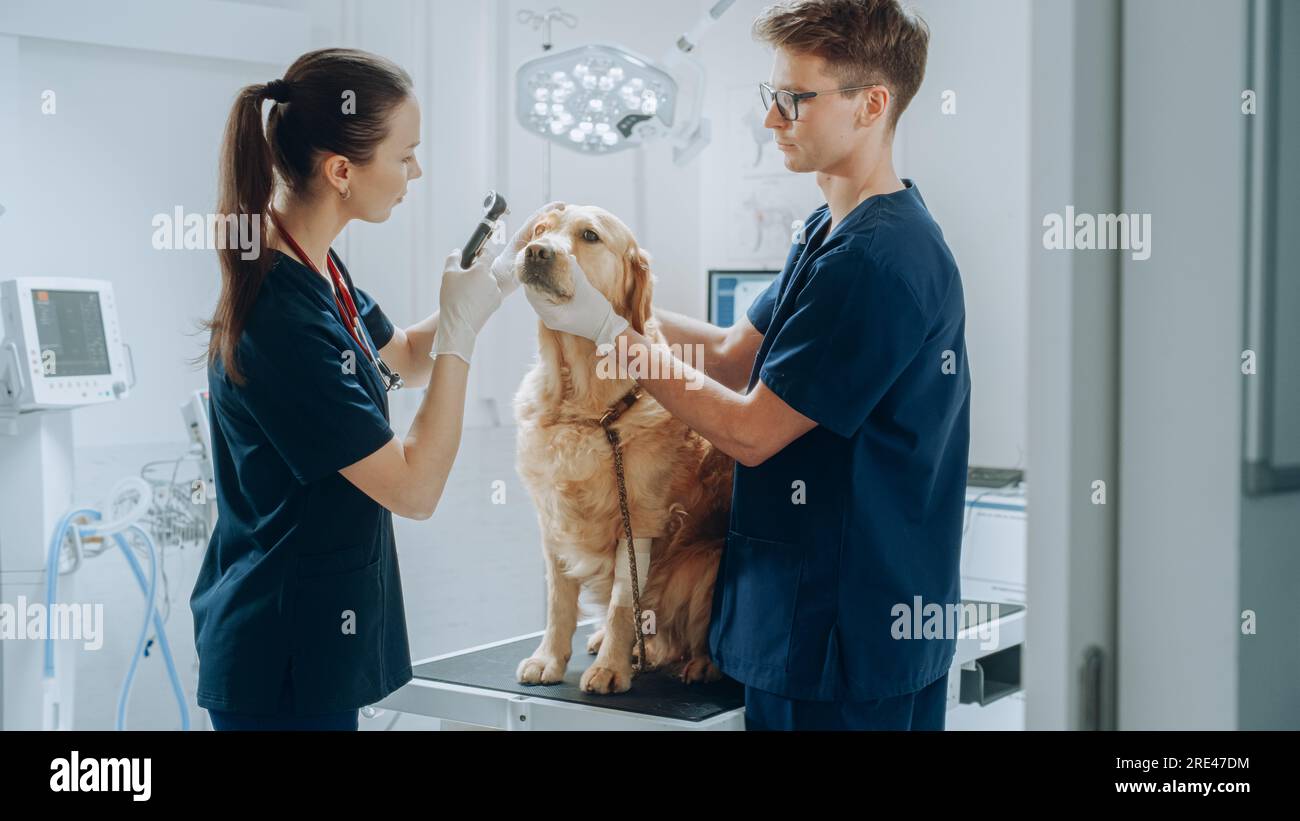 Female and Male Veterinarians Doing Health Check Ups on a Visiting Pet