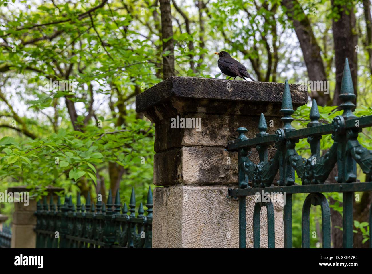 Common blackbird, small wild bird sits on the park fence Stock Photo