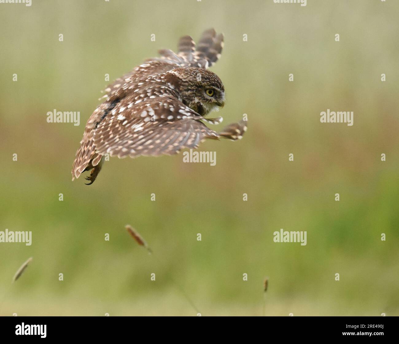 Little Owl in flight over grassland meadow Stock Photo Alamy