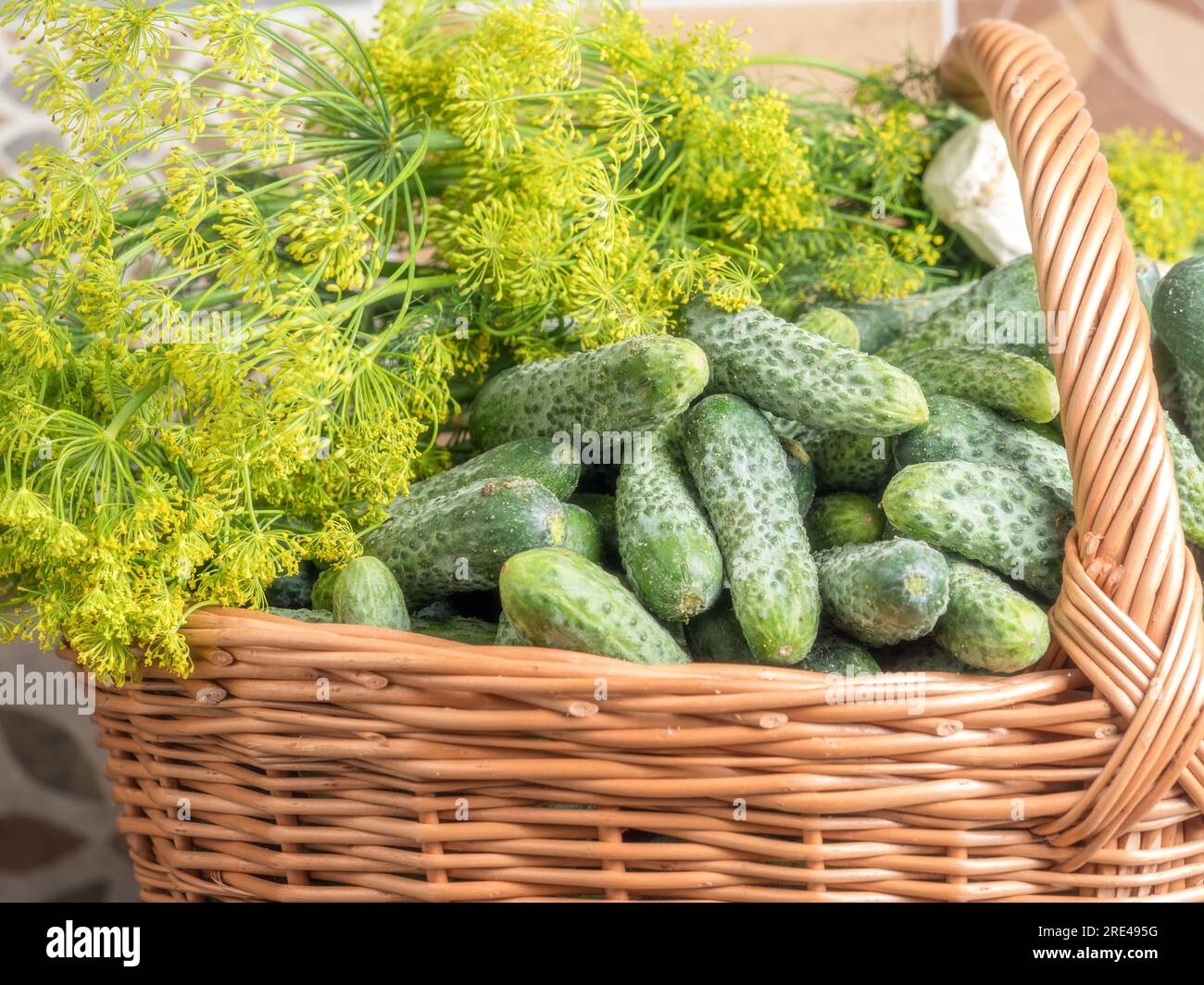 Pile of fresh pickling cucumbers with dill in wicker basket ready for pickling Stock Photo