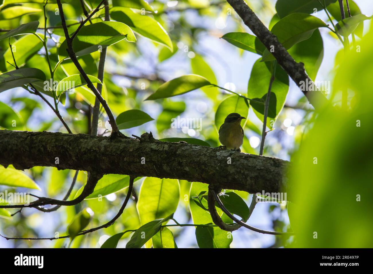 Small wild bird sits on a tree branch in the forest on a sunny day Stock Photo