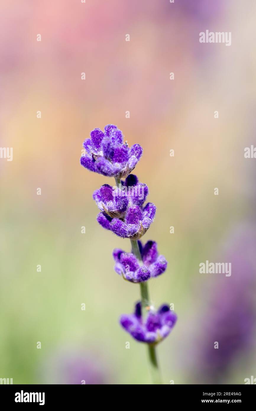 Lavandula angustifolia, English lavender vertical image Stock Photo