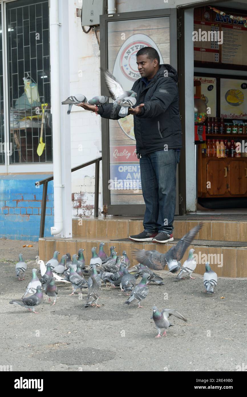 Single adult man feeding pigeons, feral birds eating animal feed, human