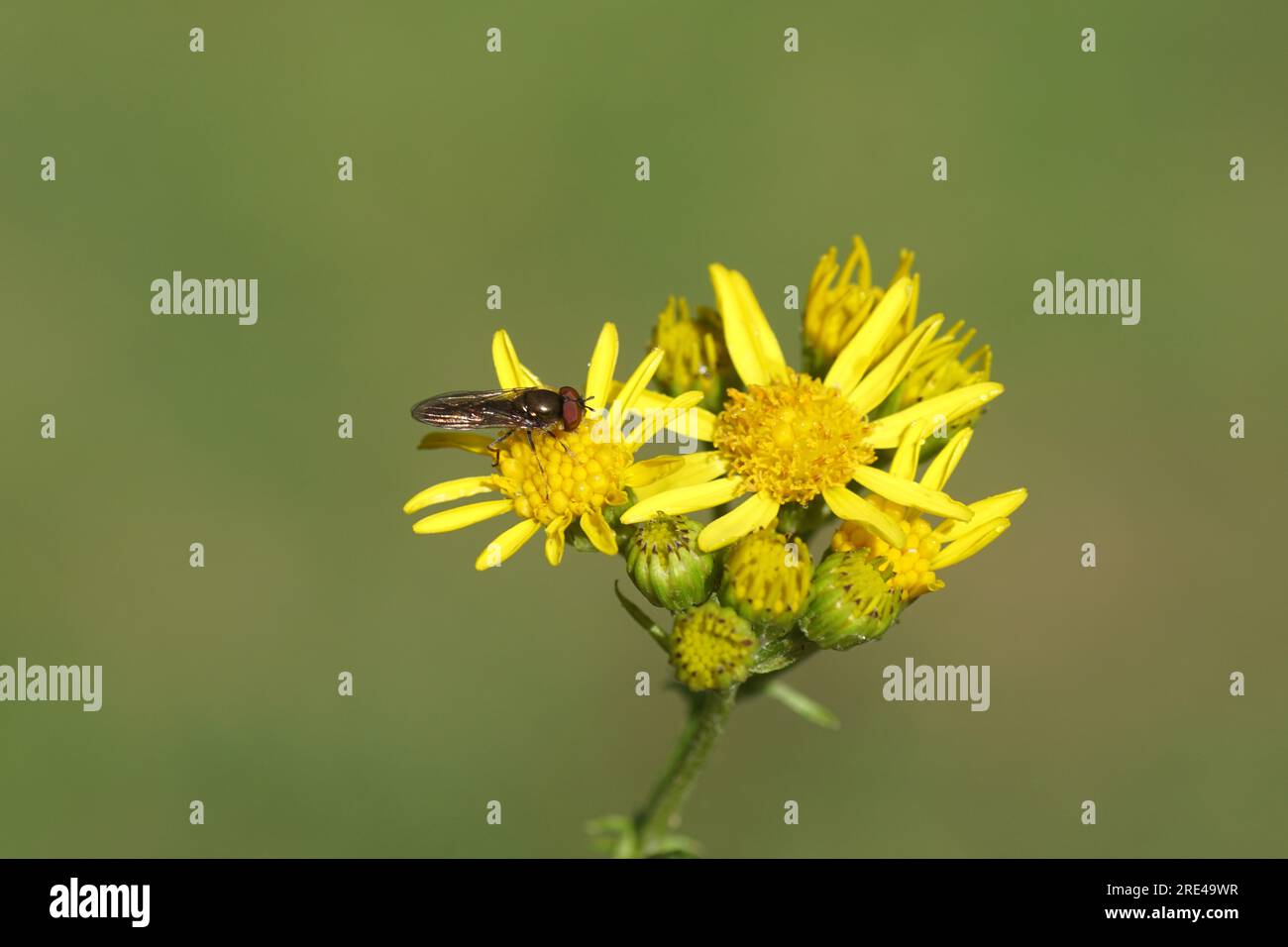 Male hoverfly Platycheirus albimanus, family hoverflies (Syrphidae) on flowers of ragwort (Senecio jacobaea), family Asteraceae or Compositae. Summer, Stock Photo