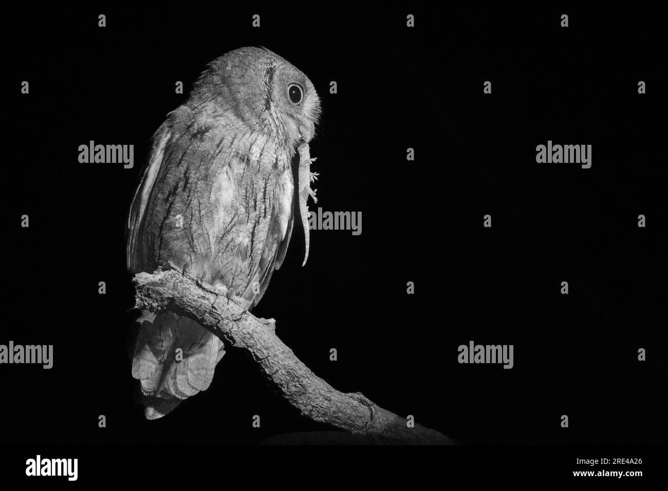 Scops owl with prey at night Stock Photo