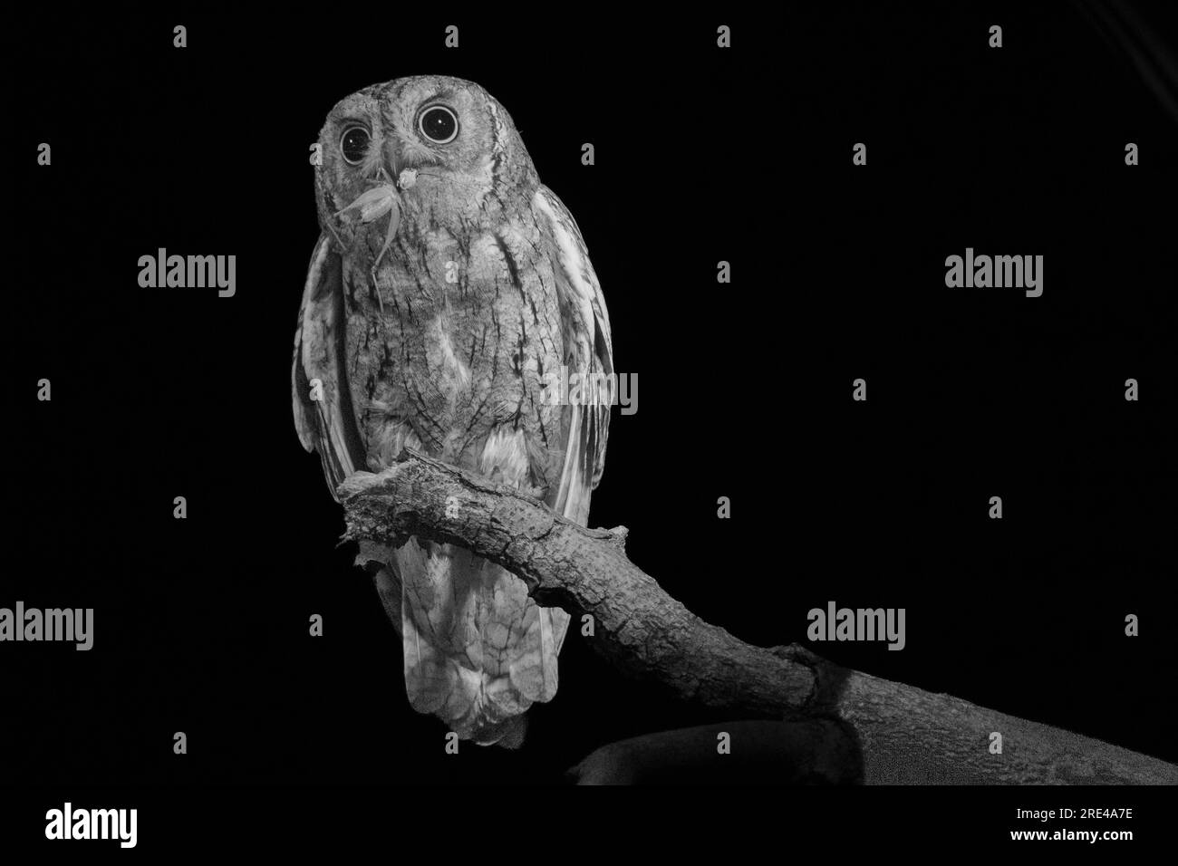 Scops owl with prey at night Stock Photo