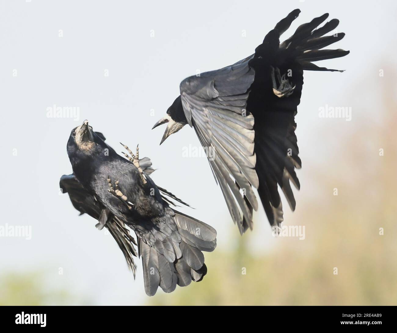 Rooks Aerial shots of birds fighting hi-res stock photography and images - Alamy