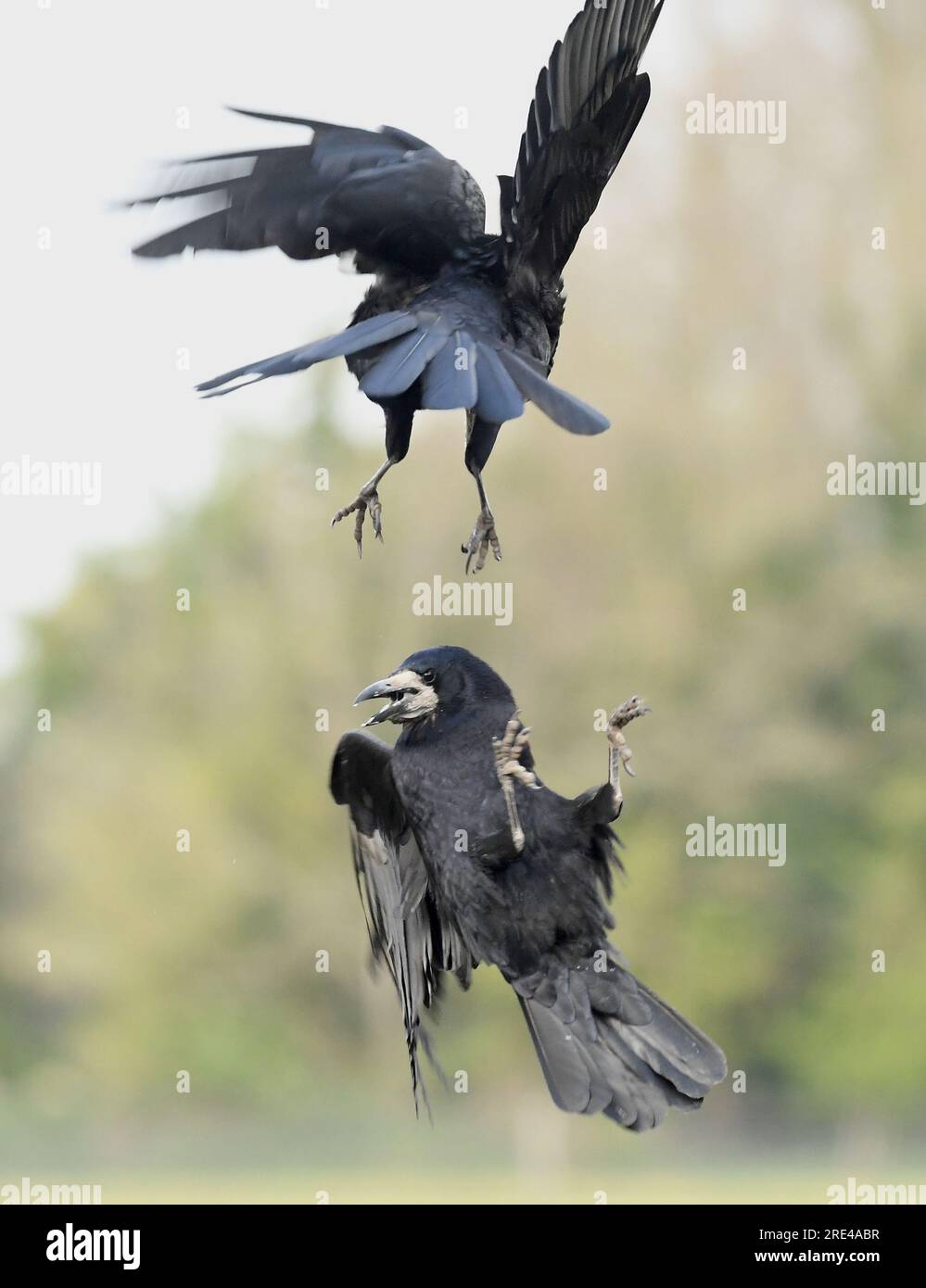 Rook flying hi-res stock photography and images - Alamy