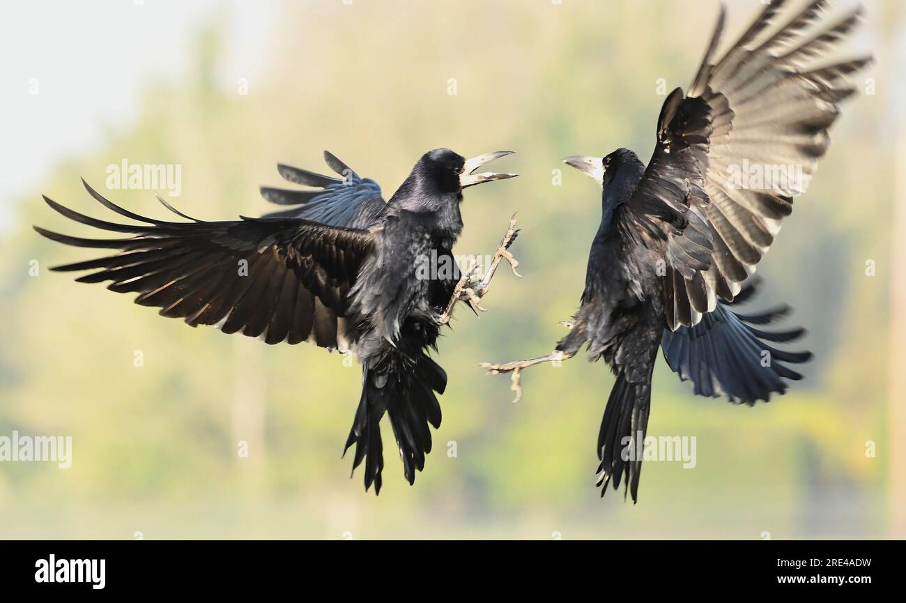 Rooks Aerial shots of birds fighting hi-res stock photography and images - Alamy