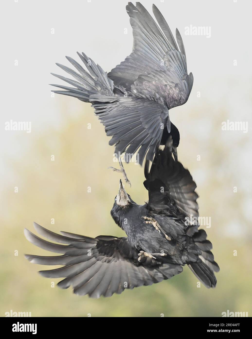 Rooks Aerial shots of birds fighting hi-res stock photography and images - Alamy