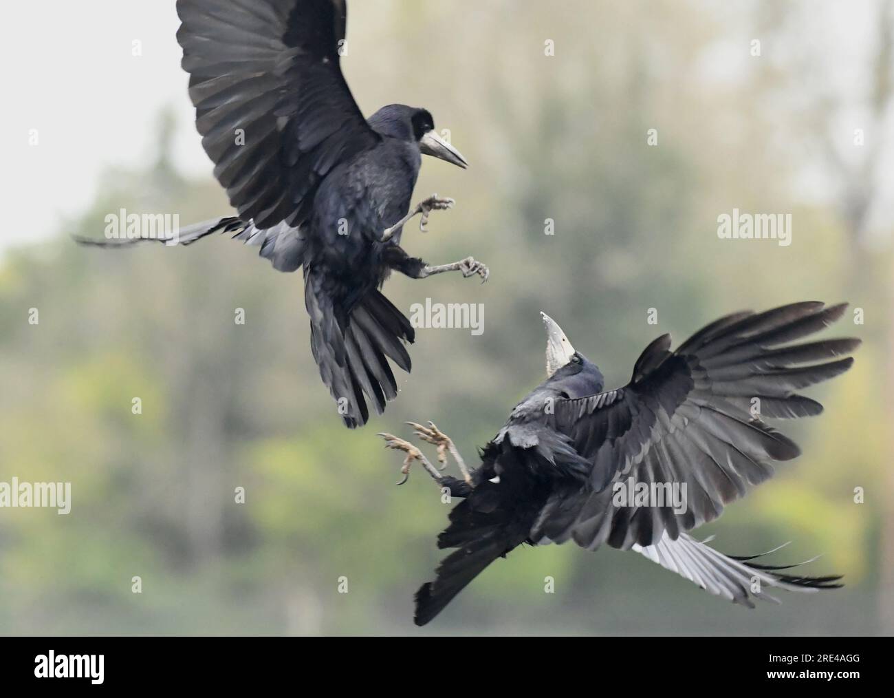 Rooks Aerial shots of birds fighting hi-res stock photography and images - Alamy