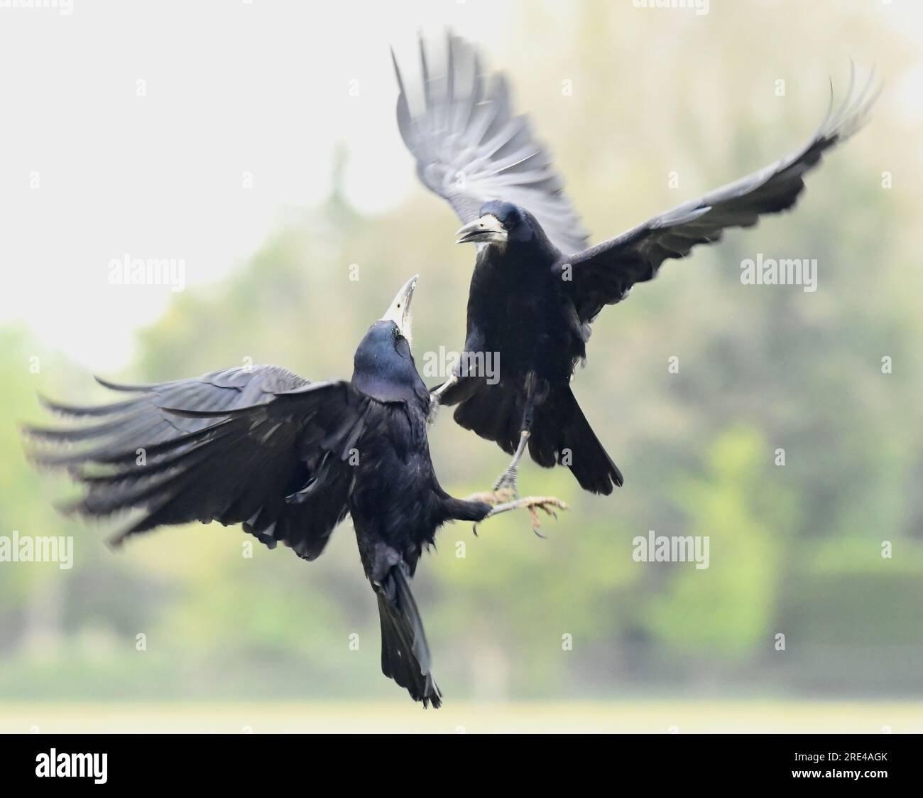 Rooks Aerial shots of birds fighting hi-res stock photography and images - Alamy