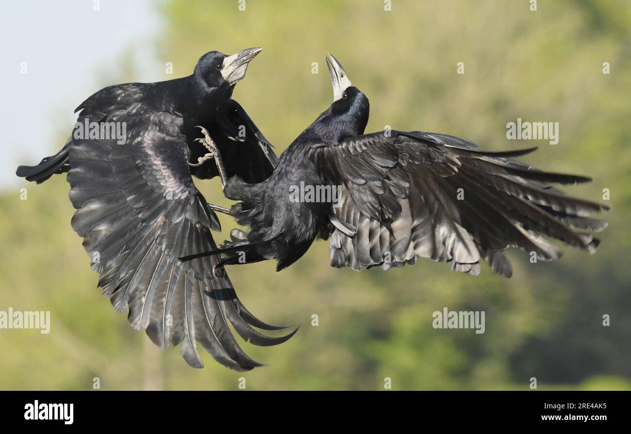 Rooks Aerial shots of birds fighting hi-res stock photography and images - Alamy
