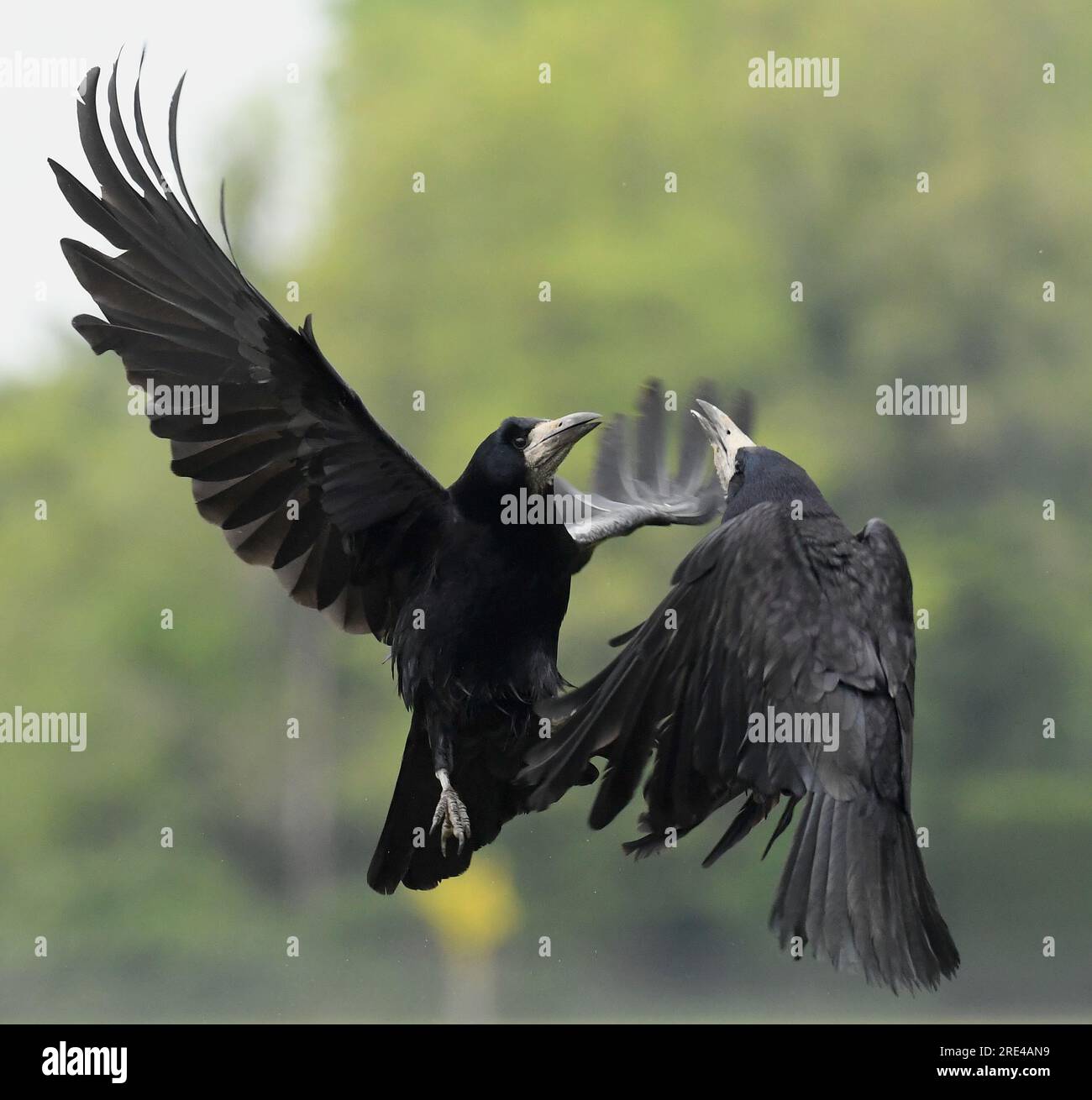 Rooks Aerial shots of birds fighting hi-res stock photography and images - Alamy