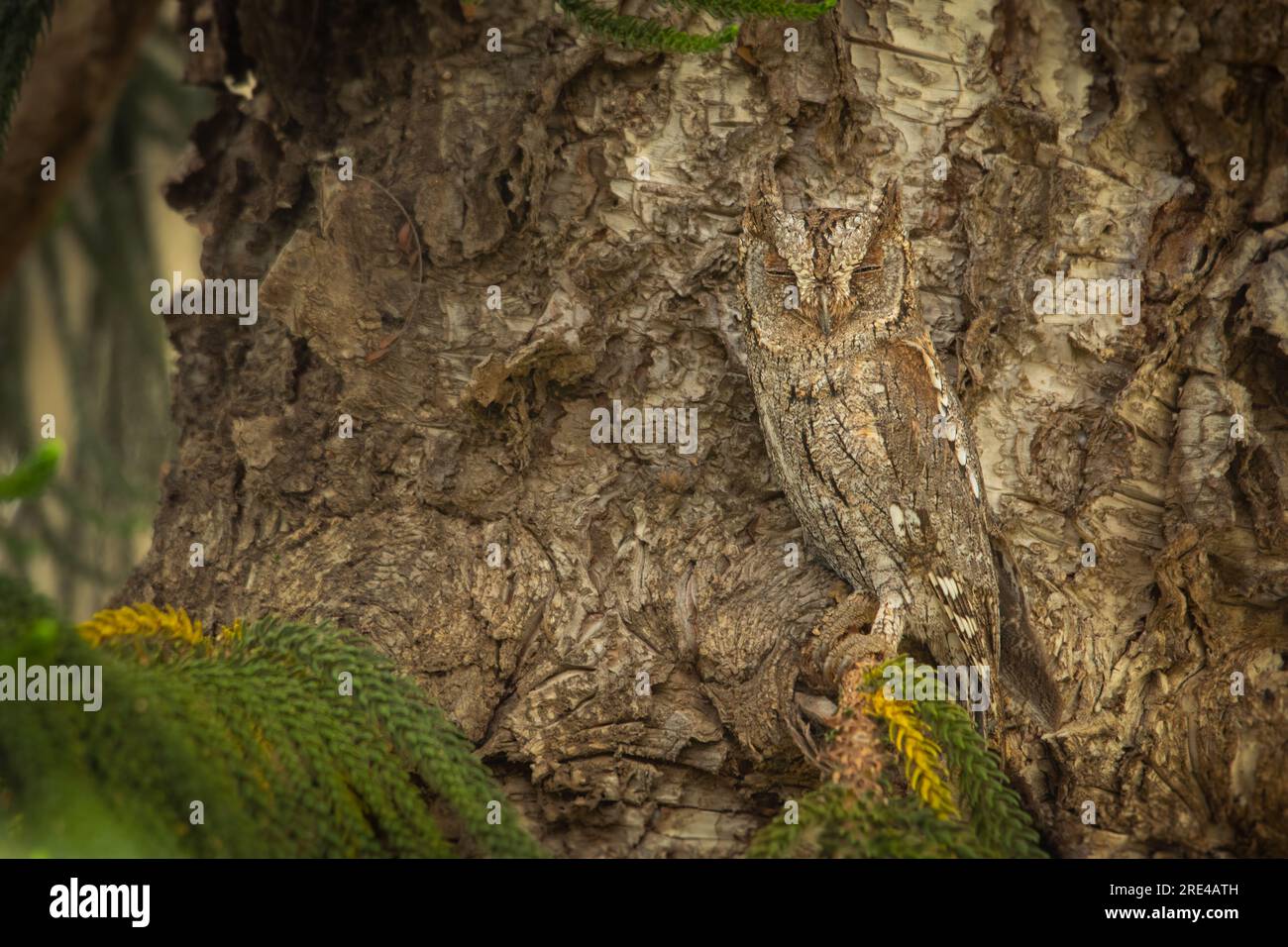 Erwachsene Eule sitzt Tagsüber getarnt auf einem Ast im Baum Stock Photo