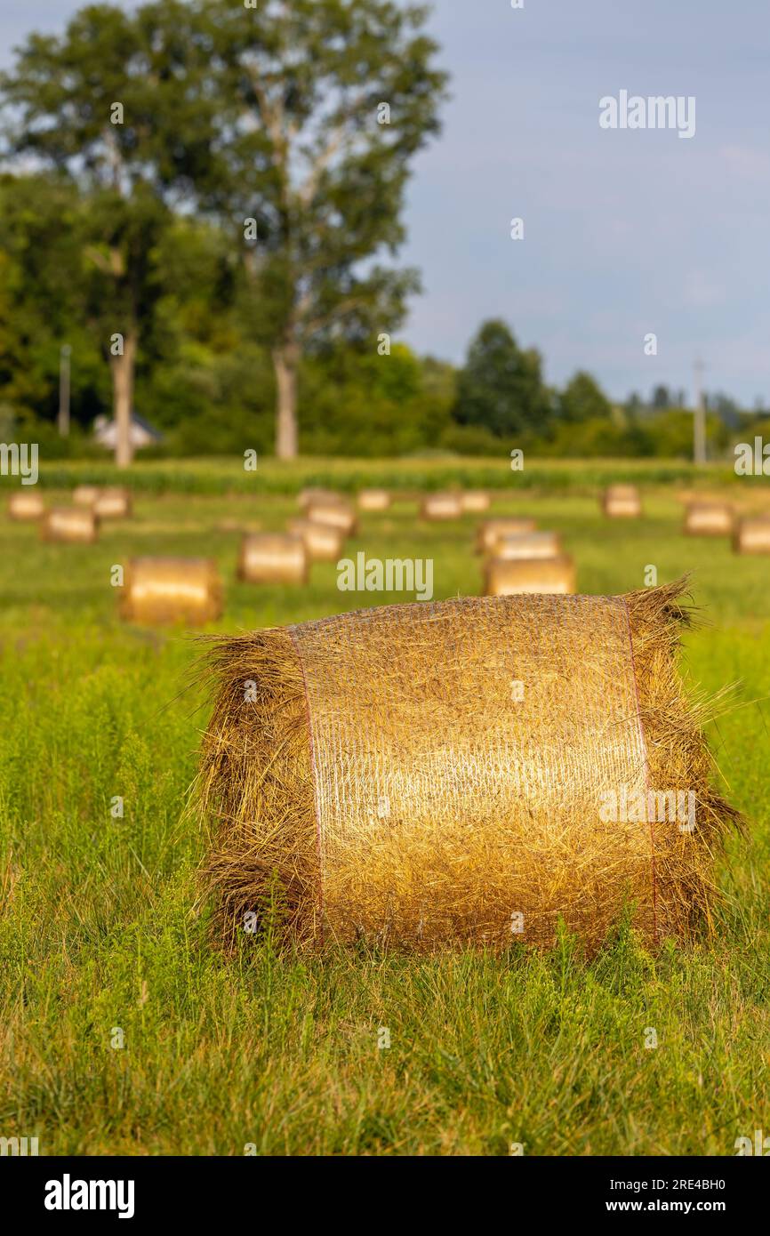 Shot dry wheat field agriculture hi-res stock photography and images ...
