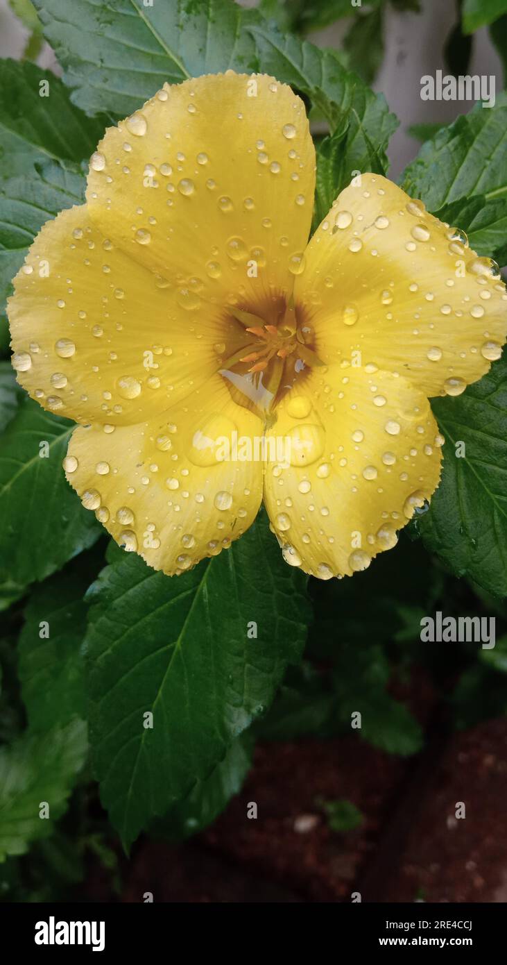 A yellow flower topped with dew one early, misty and drizzling morning in Mount – Lavinia, suburb in Colombo, Sri Lanka. Stock Photo