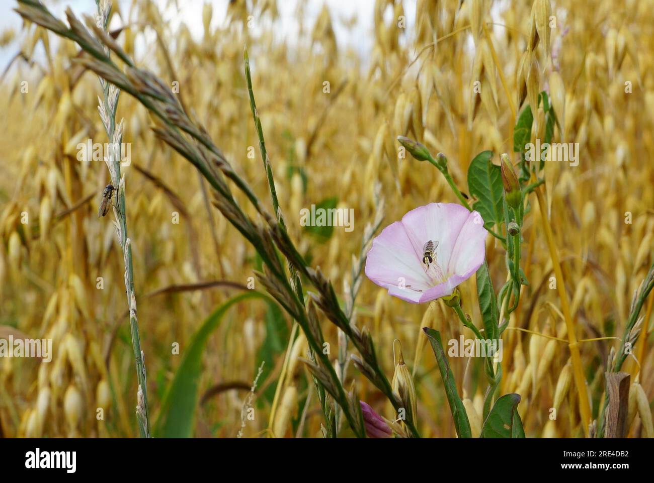 Schwebfliege auf Ackerwinde im Getreidefeld Stock Photo