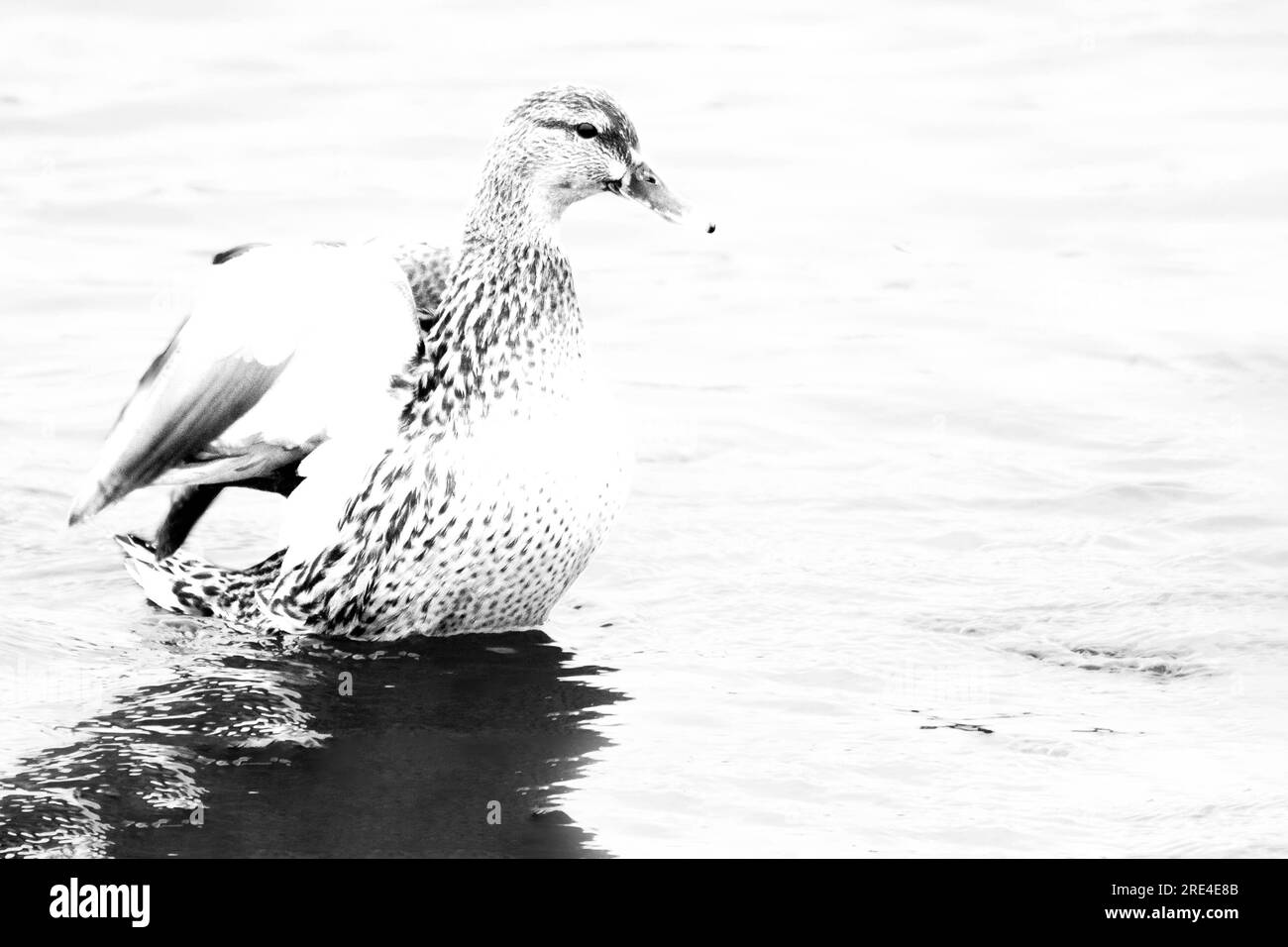 Mallard duck taking off from a lake Stock Photo