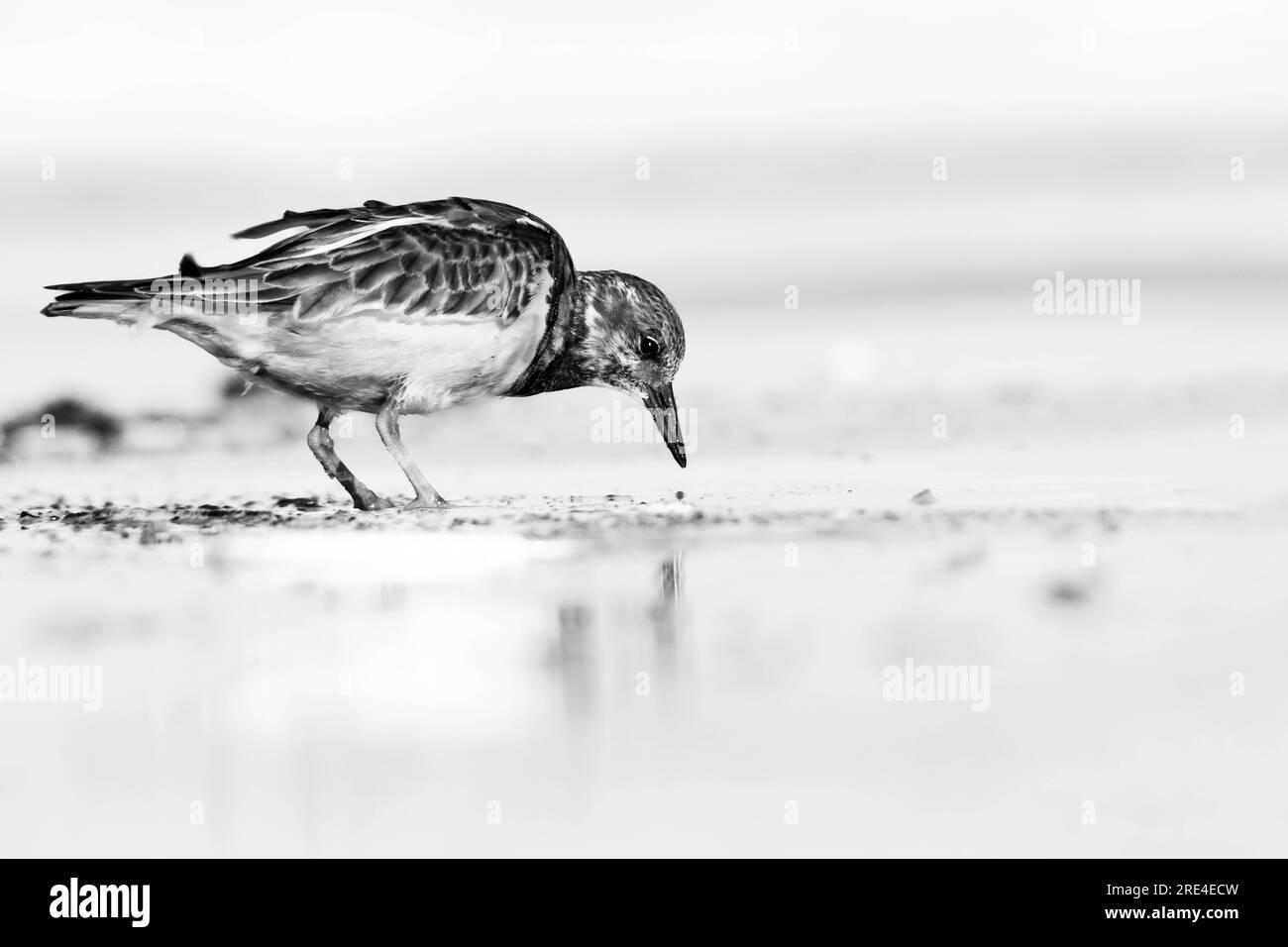 Ruddy Turnstone searching for food Stock Photo