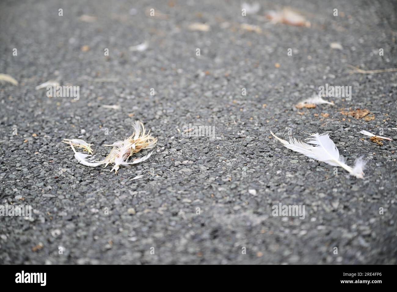25 July 2023, Bavaria, Schönwald: Springs on the roadway at the ...