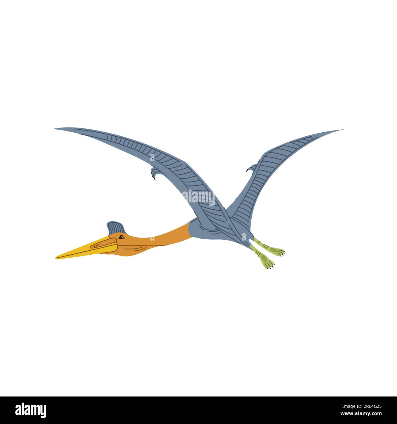 Pteranodon dinosaur isolated pterodactyl dino bird