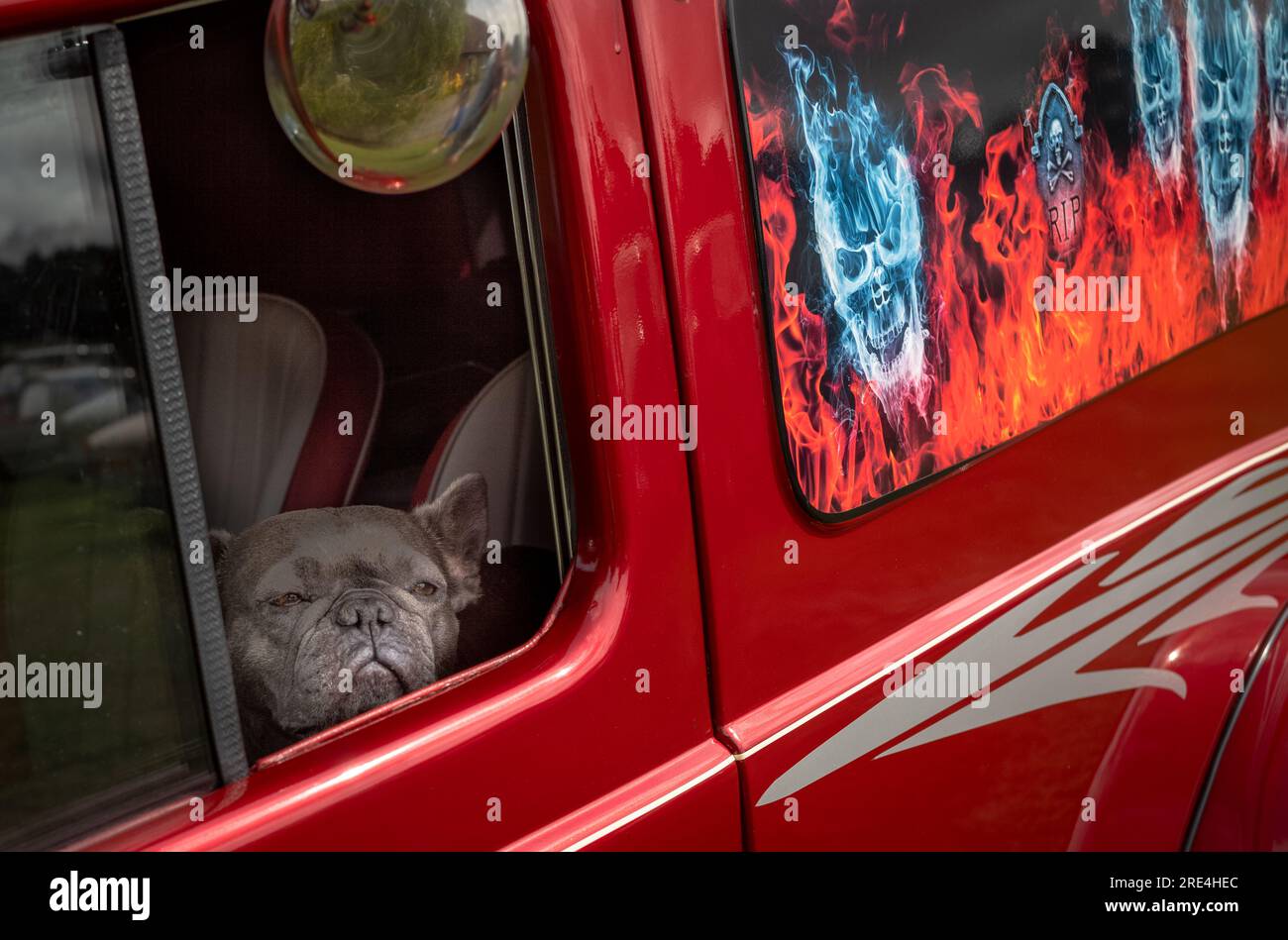 A pet dog looks out the window of a custom adapted vintage van at a classic car show in Storrington, West Sussex, UK. Stock Photo