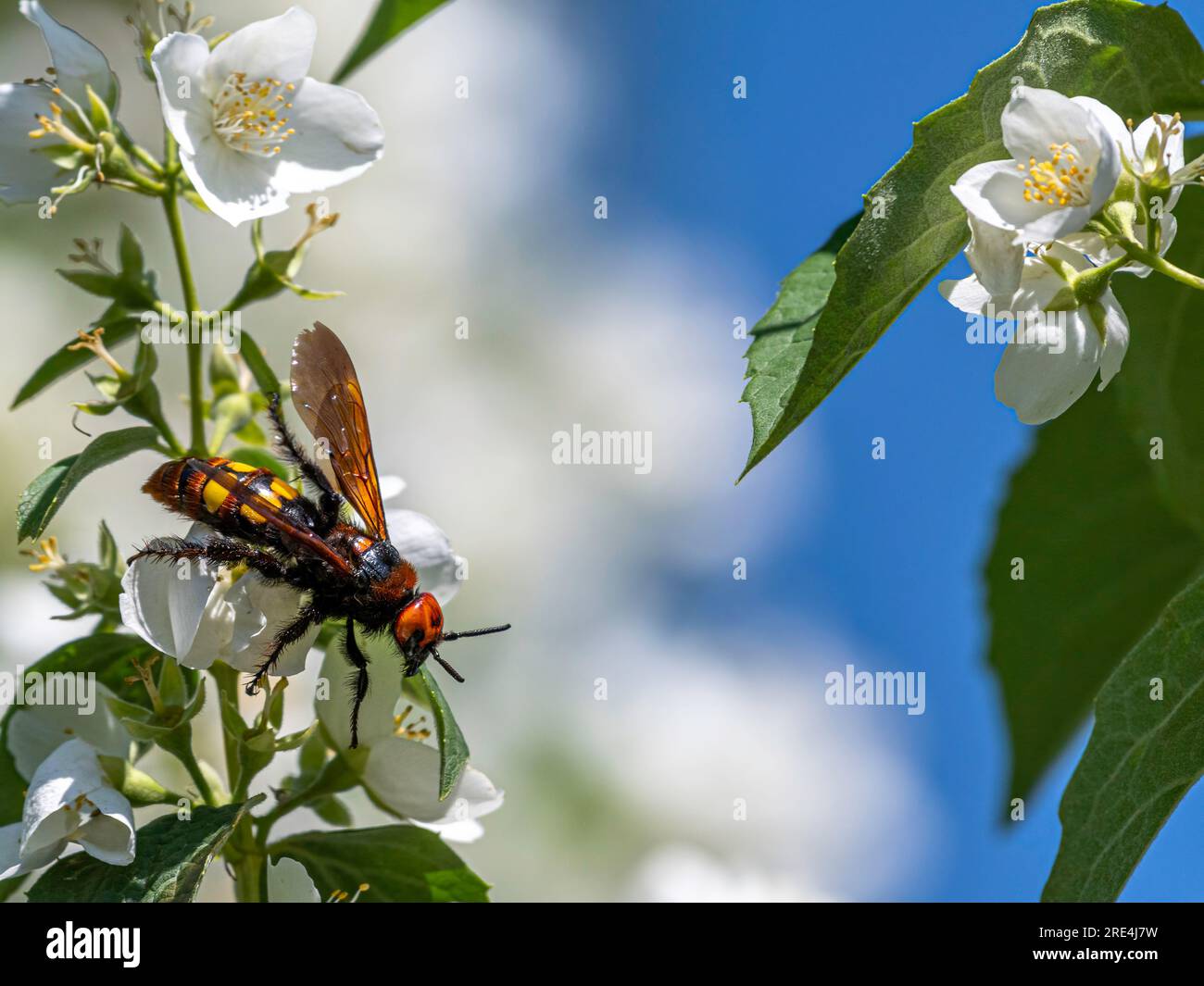 Isolate close up macro high resolution image of a single tree wasp in the wild- Armenia Stock Photo