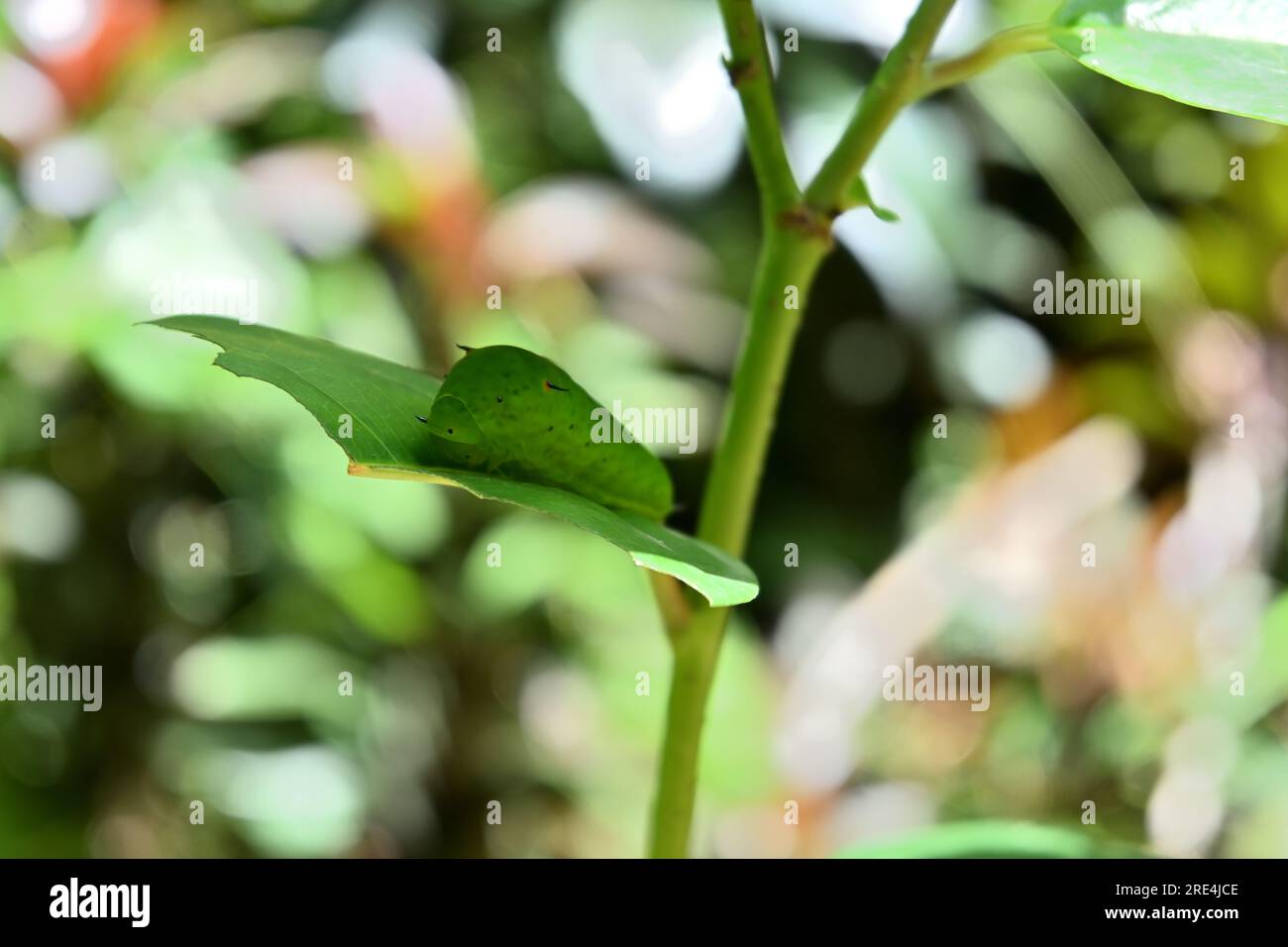 A Tailed Green Jay caterpillar sitting on top of a half eaten leaf. The caterpillar is sitting in bright background under the direct sunlight Stock Photo