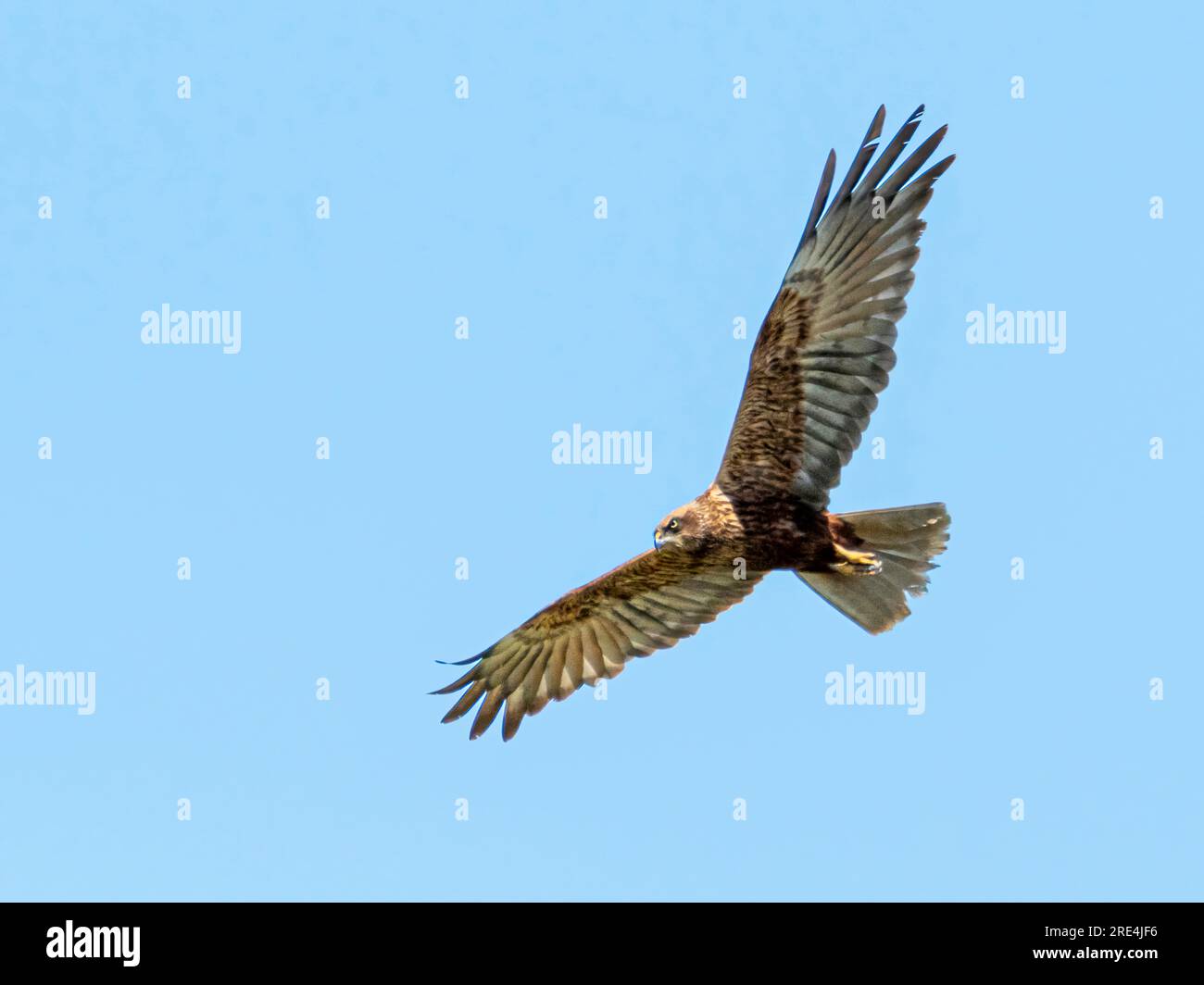 Isolated close up portrait of a single adult western marsh harrier bird in the wild on a blue background of the sky- Armenia Stock Photo