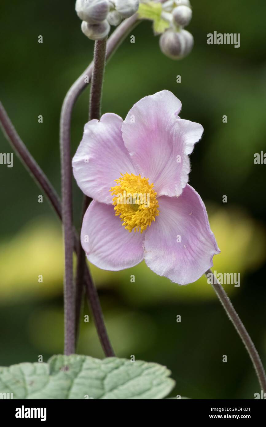 Flower of the Anemone Japanese Thimbleweed or Windflower Stock Photo