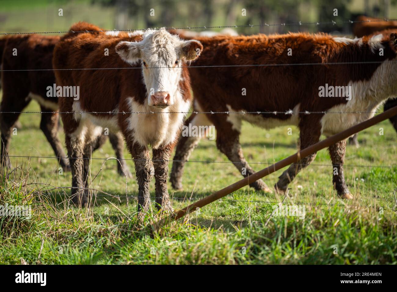 Hereford Cows grazing at sunset on a farm Stock Photo - Alamy