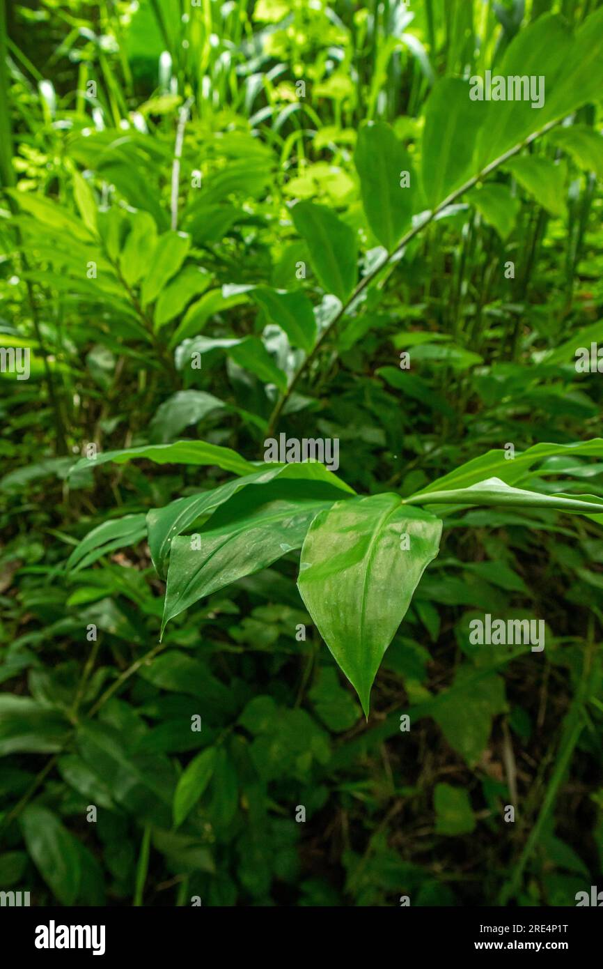 Green leaves in the rainforest in Sri Lanka Stock Photo