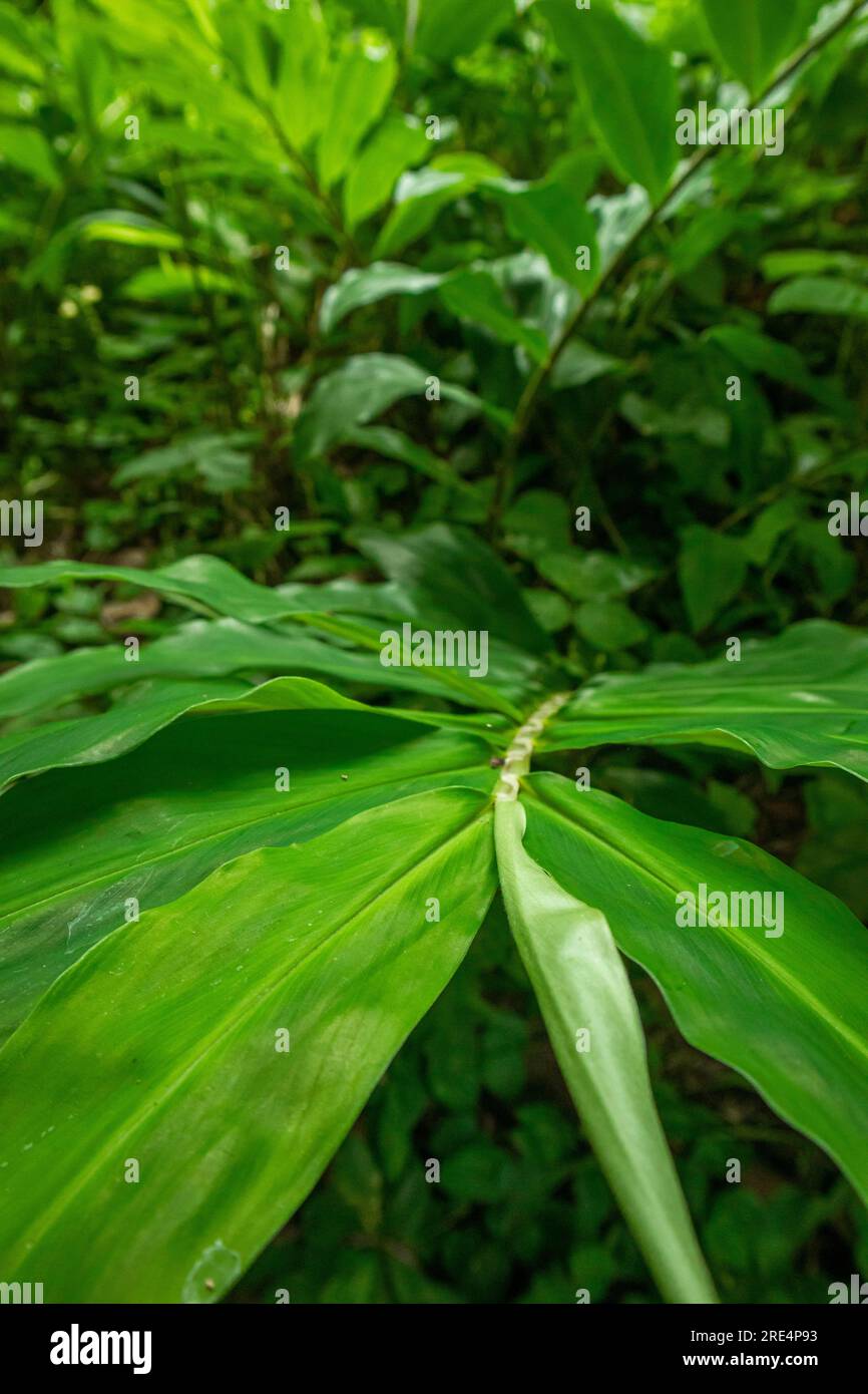 Green leaves in the rainforest in Sri Lanka Stock Photo