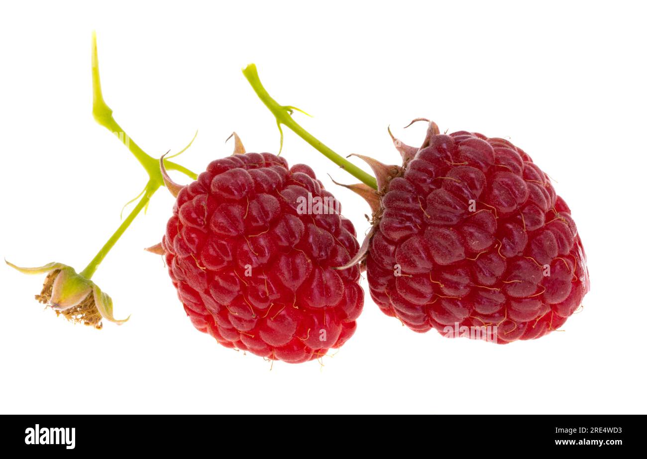 raspberries isolated on white background Stock Photo - Alamy