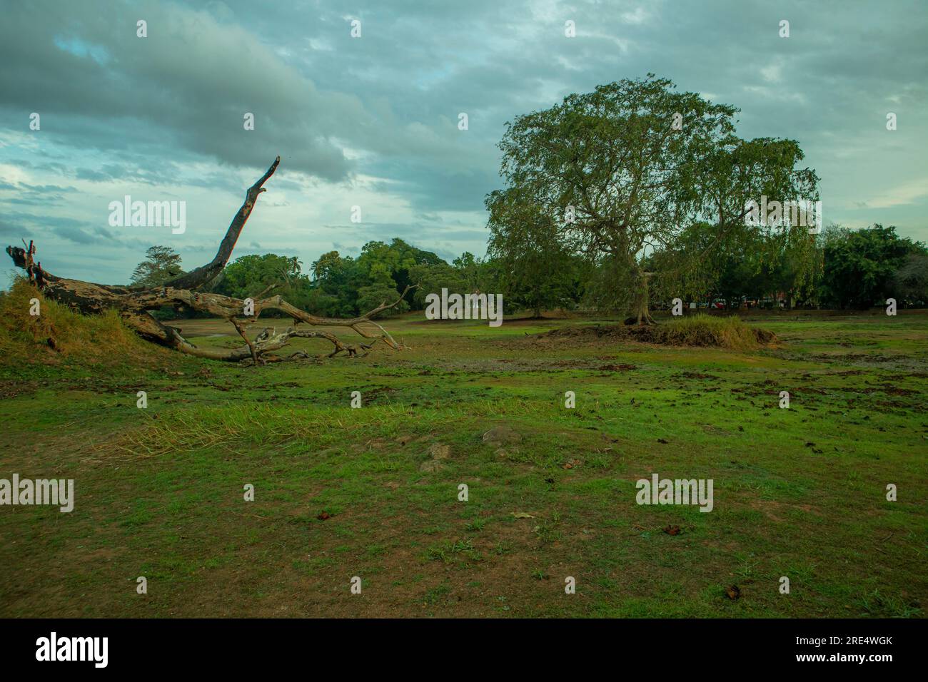 Dead tree on the meadow in the rainy season with cloudy sky Stock Photo ...