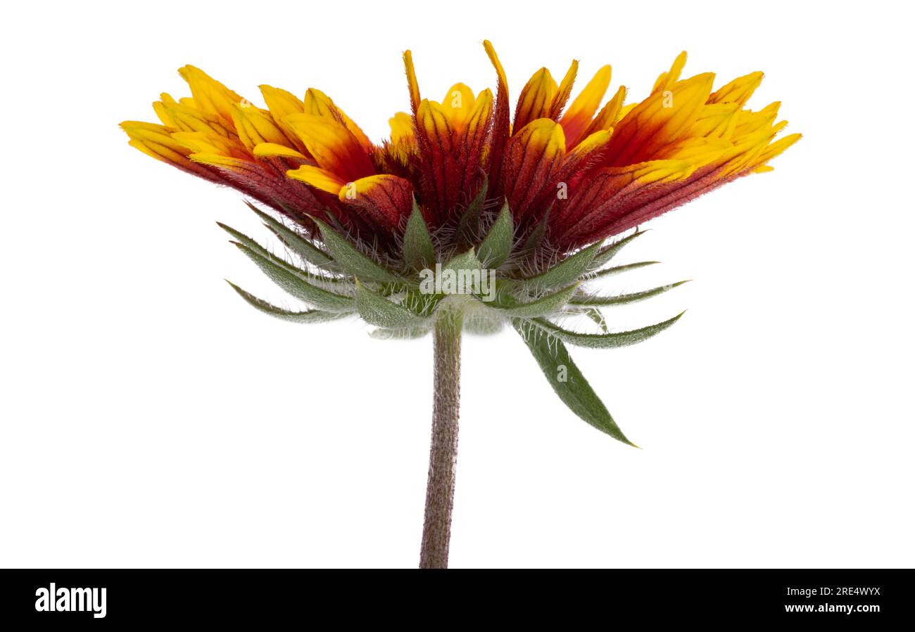 Gaillardia isolated on white background Stock Photo Alamy