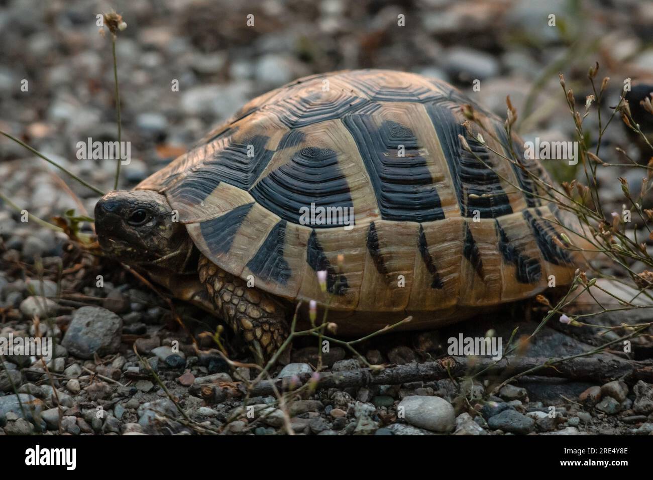 A baby Hermann's tortoise / turtle with a colorful black and green shell on rocky beach during sunset Stock Photo