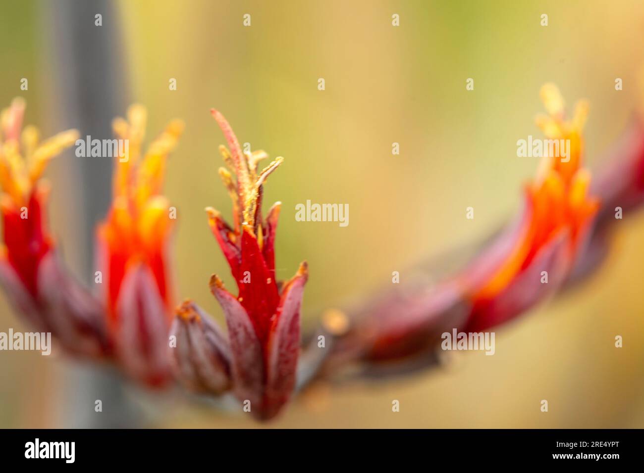 Natural close up flowering plant portrait of Phormium Tenax 'Purpureum Group’, with soft background Stock Photo