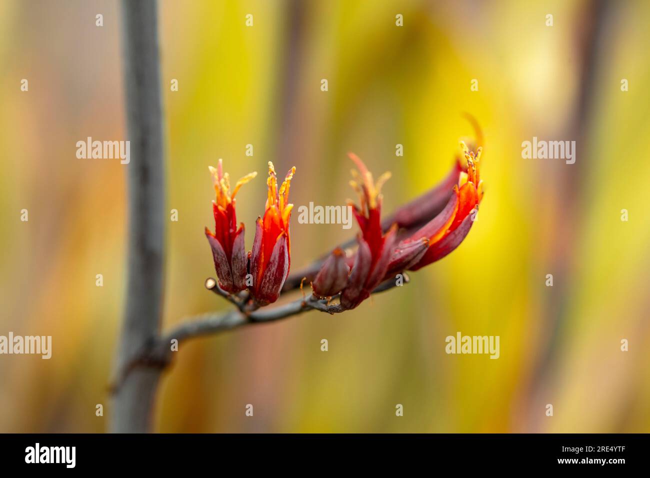 Natural close up flowering plant portrait of Phormium Tenax 'Purpureum Group’, with soft background Stock Photo
