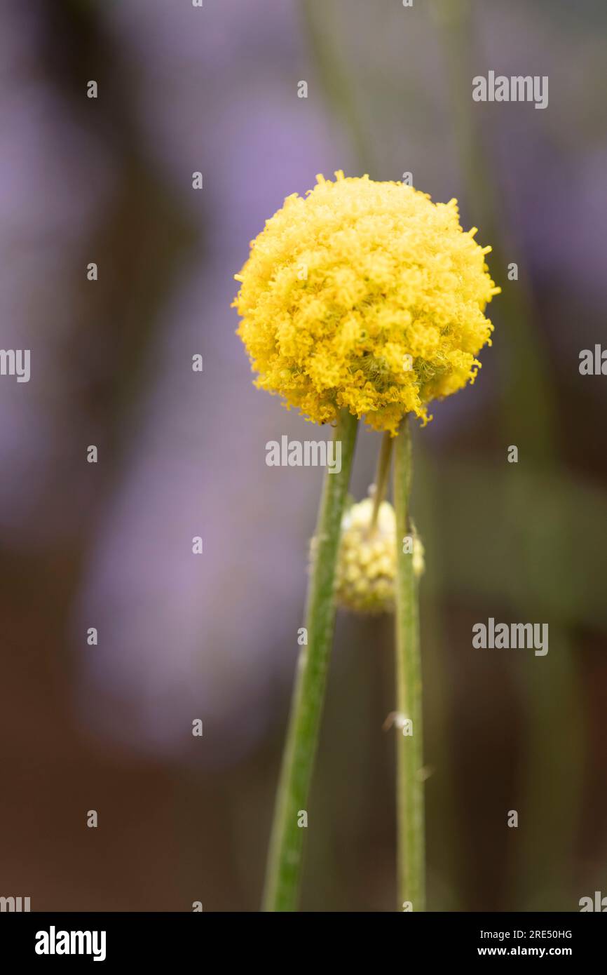 Natural close up flowering plant portrait of the intriguing Craspedia Globosa, in lovely summer sunshine Stock Photo