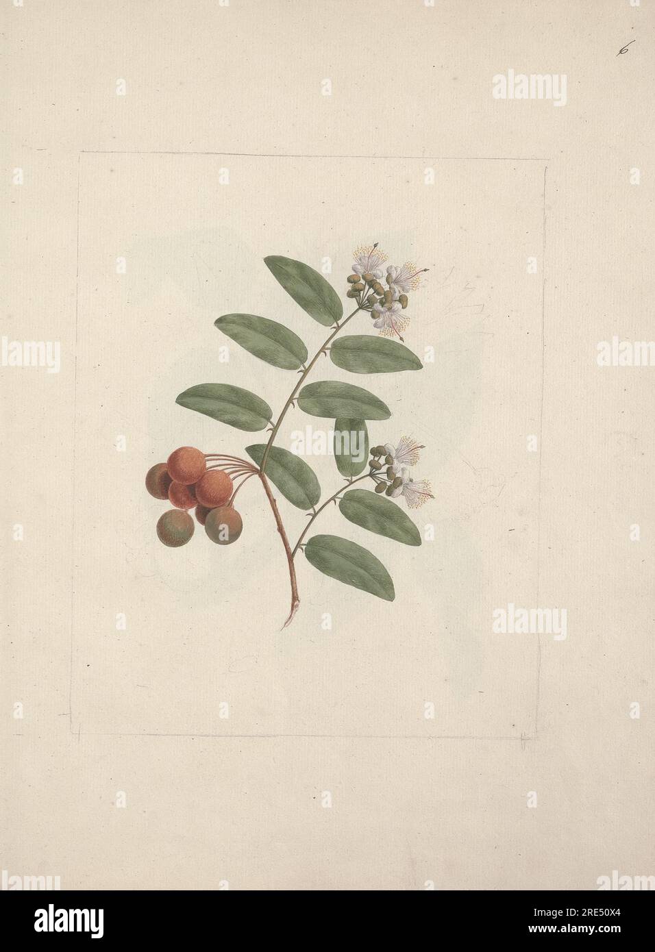 Capparis tomentosa Lam. (Caper): finished drawing of flowering and ...