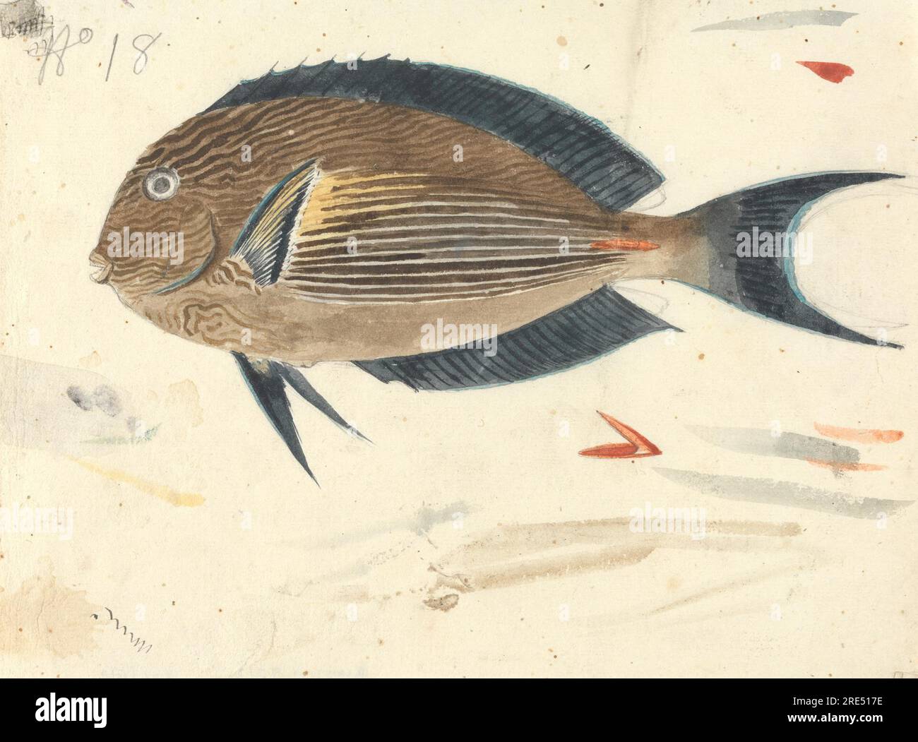 A Fish by Luigi Balugani Stock Photo - Alamy
