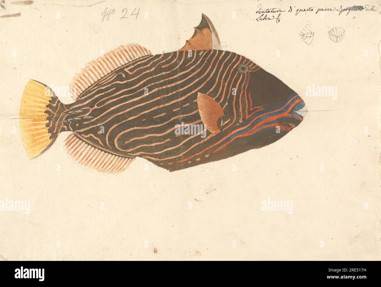 A Fish by Luigi Balugani Stock Photo - Alamy