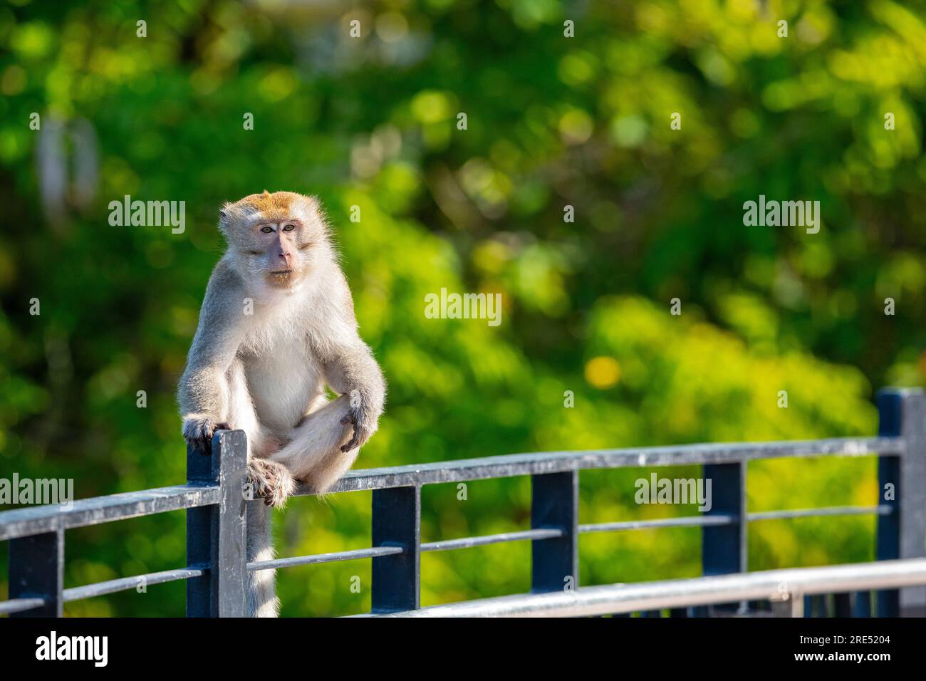 A long-tailed macaque sits on the ballustrade of Sunrise Gateway above the Serangoon Reservoir, Singapore Stock Photo