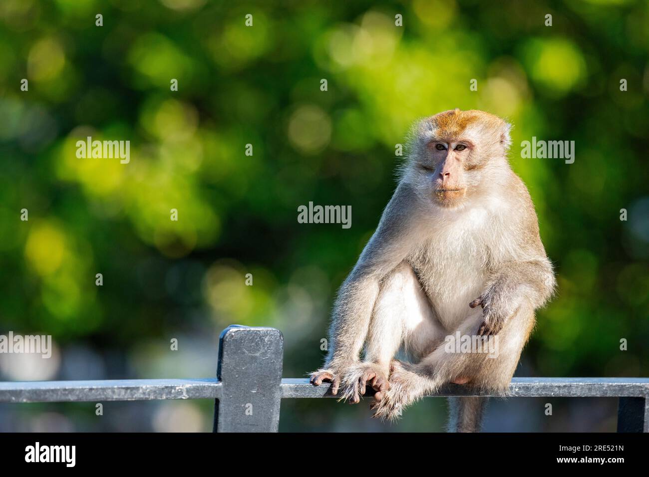 A long-tailed macaque sits on the ballustrade of Sunrise Gateway above the Serangoon Reservoir, Singapore Stock Photo