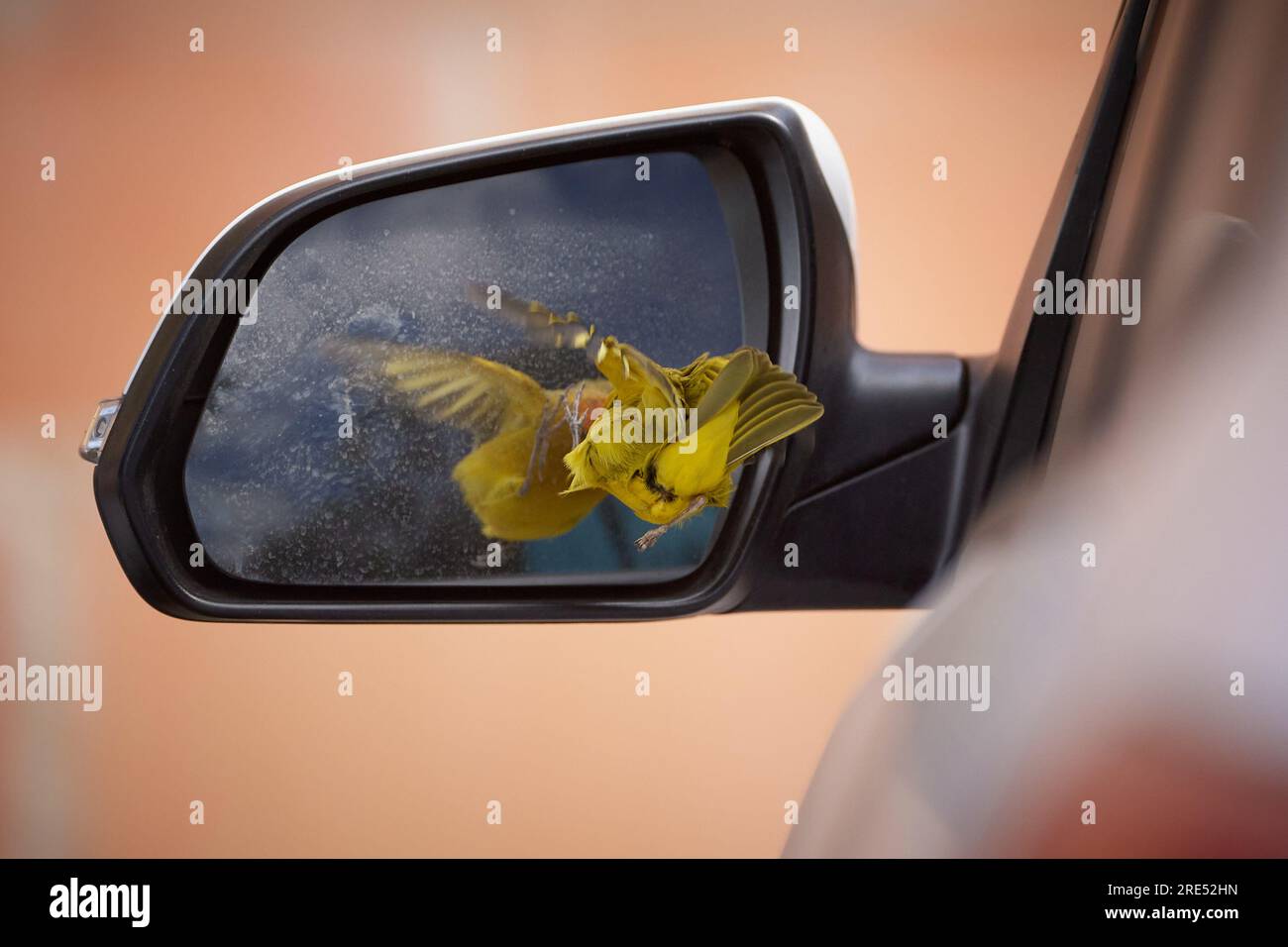 A canary bird is seen bumping into a car's side mirror while